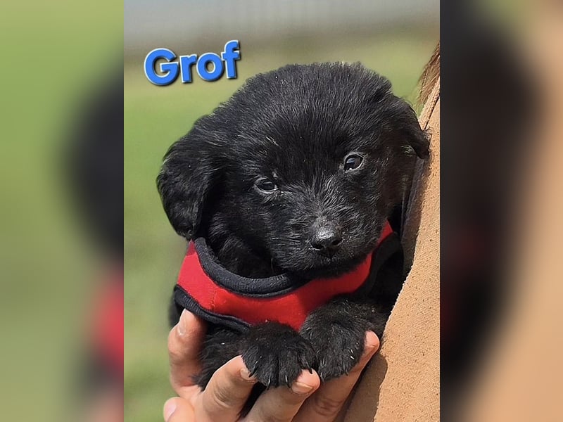 Grof ❤️