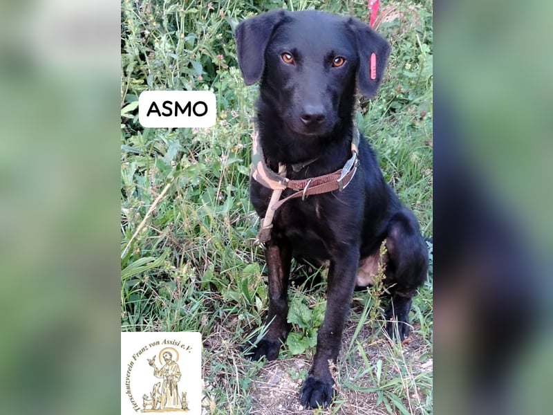 ASMO – Sonnenschein auf vier Pfoten