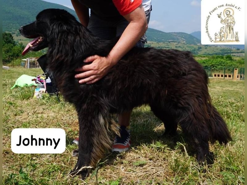 Johnny - Mal sanft, mal wild, ein Freund fürs Herz, ein Seelenkind!