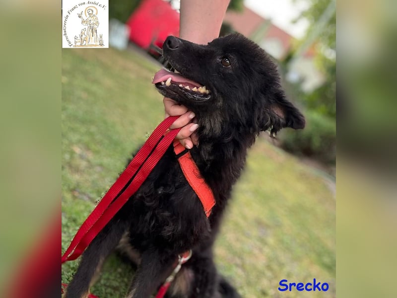 Srecko – der kleine Abenteurer
