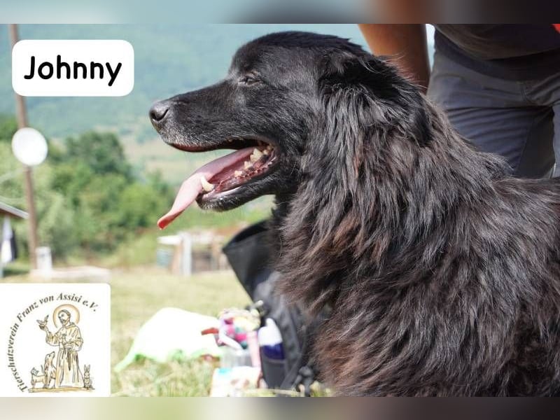 Johnny - Mal sanft, mal wild, ein Freund fürs Herz, ein Seelenkind!