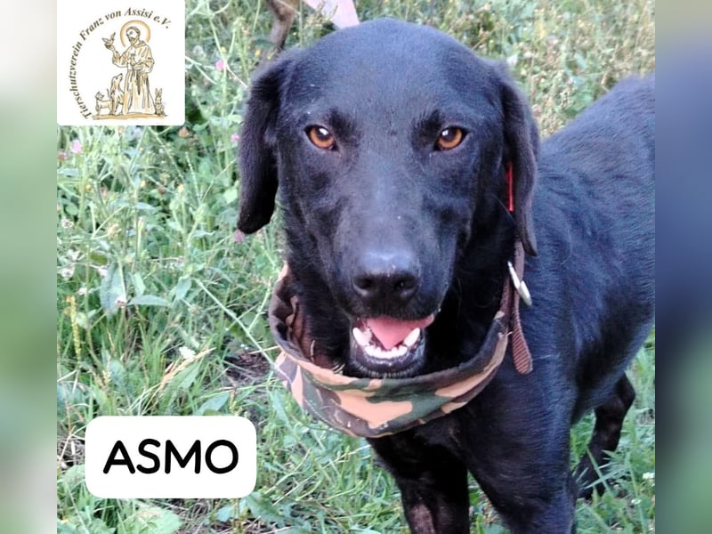 ASMO – Sonnenschein auf vier Pfoten