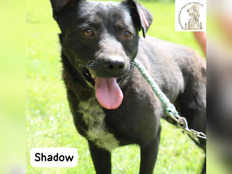 Shadow – drei Beine, null Ausreden!