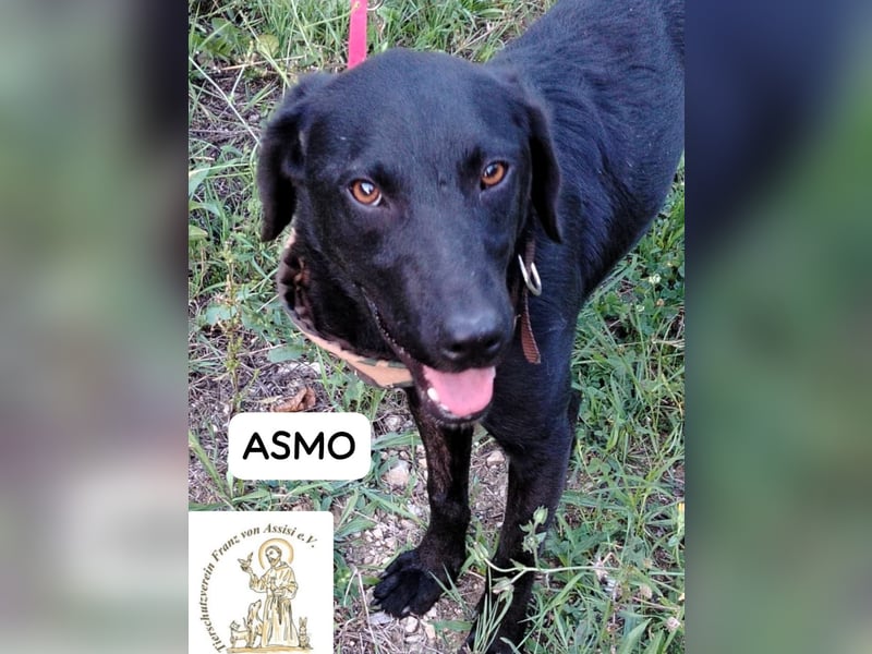 ASMO – Sonnenschein auf vier Pfoten
