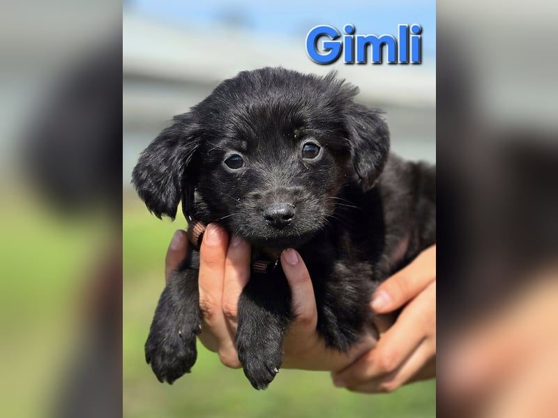 Gimli ❤️