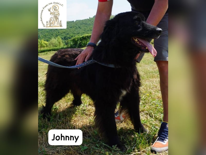 Johnny - Mal sanft, mal wild, ein Freund fürs Herz, ein Seelenkind!