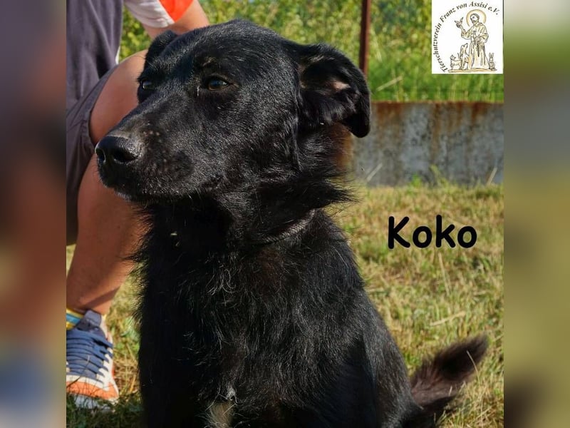 Koko – Ein Hund mit Potenzial
