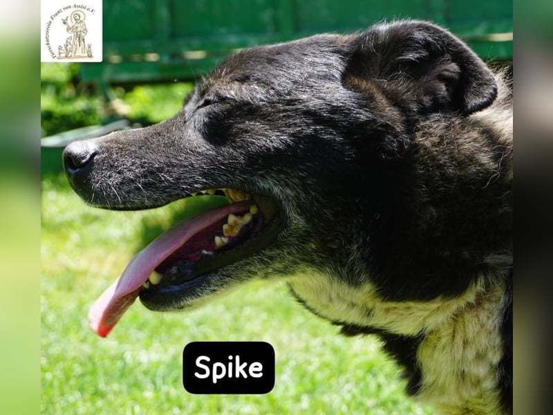 Spike - manche Hunde reden laut – Spike flüstert. Aber wer genau hinhört, verliebt sich!