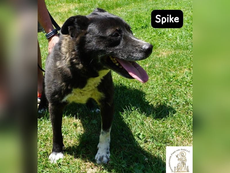 Spike - manche Hunde reden laut – Spike flüstert. Aber wer genau hinhört, verliebt sich!