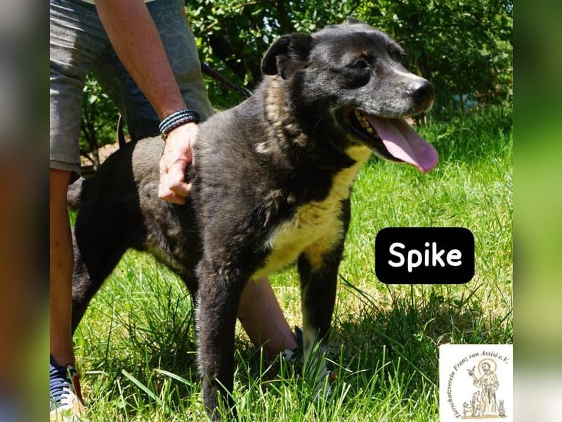 Spike - manche Hunde reden laut – Spike flüstert. Aber wer genau hinhört, verliebt sich!