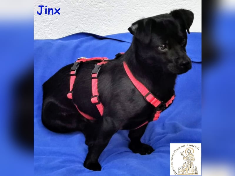 Jinx, der Menschen toll findet