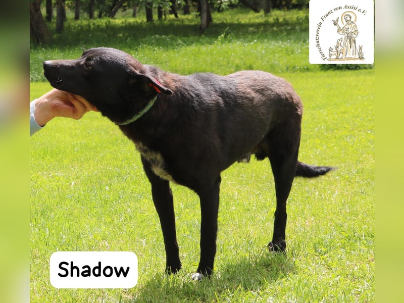 Shadow – drei Beine, null Ausreden!