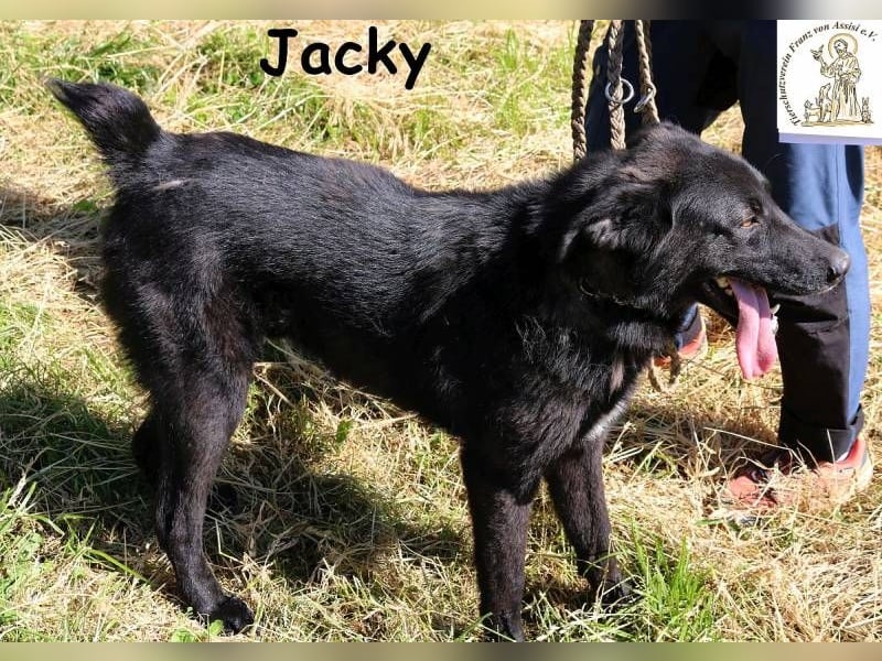 Jacky – ein gemütlicher Begleiter!