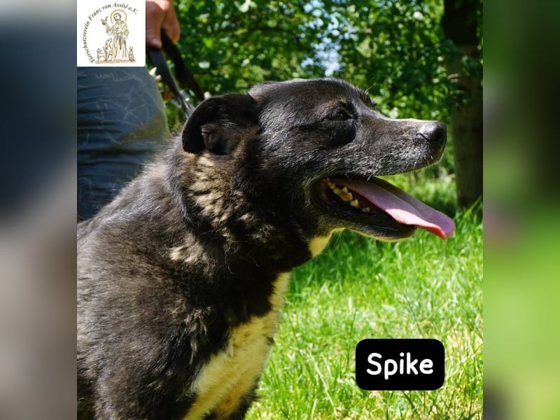 Spike - manche Hunde reden laut – Spike flüstert. Aber wer genau hinhört, verliebt sich!