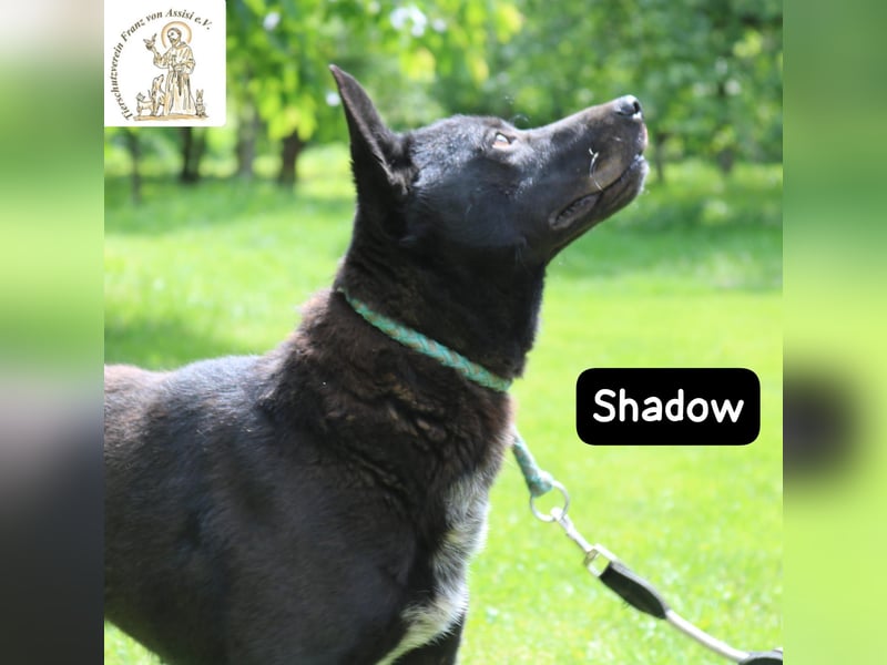Shadow – drei Beine, null Ausreden!
