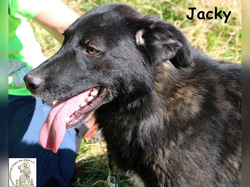 Jacky – ein gemütlicher Begleiter!