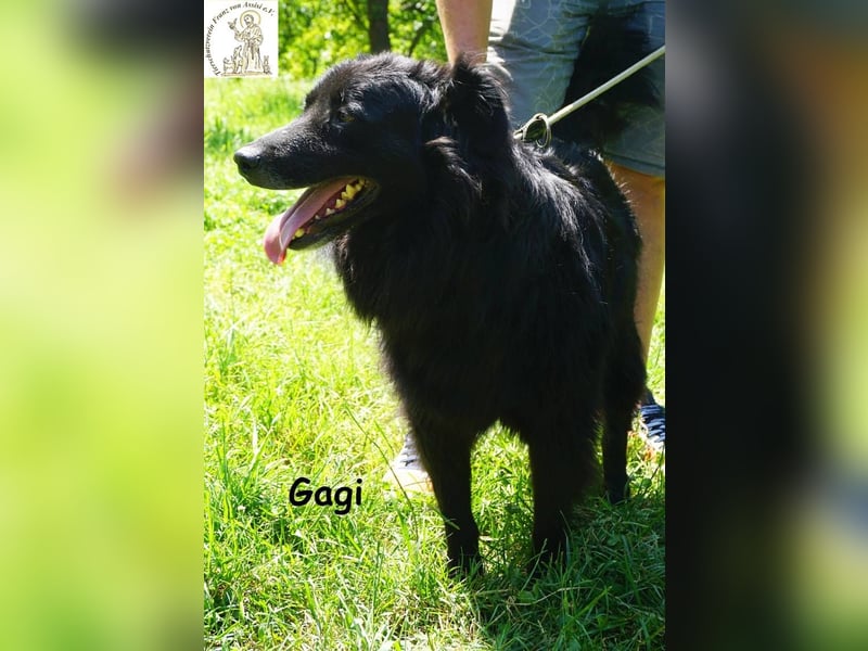 Gagi – schwarzer Sonnenschein mit Gute-Laune-Garantie!