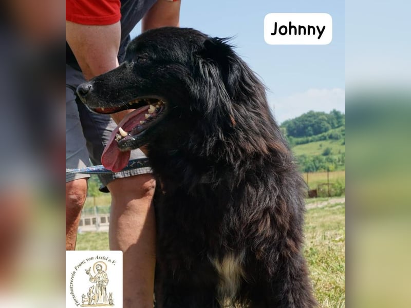 Johnny - Mal sanft, mal wild, ein Freund fürs Herz, ein Seelenkind!