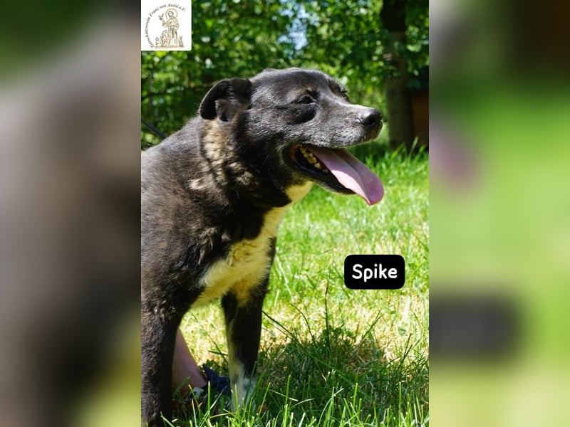 Spike - manche Hunde reden laut – Spike flüstert. Aber wer genau hinhört, verliebt sich!