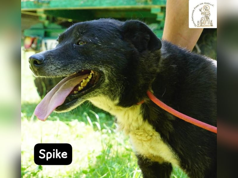 Spike - manche Hunde reden laut – Spike flüstert. Aber wer genau hinhört, verliebt sich!