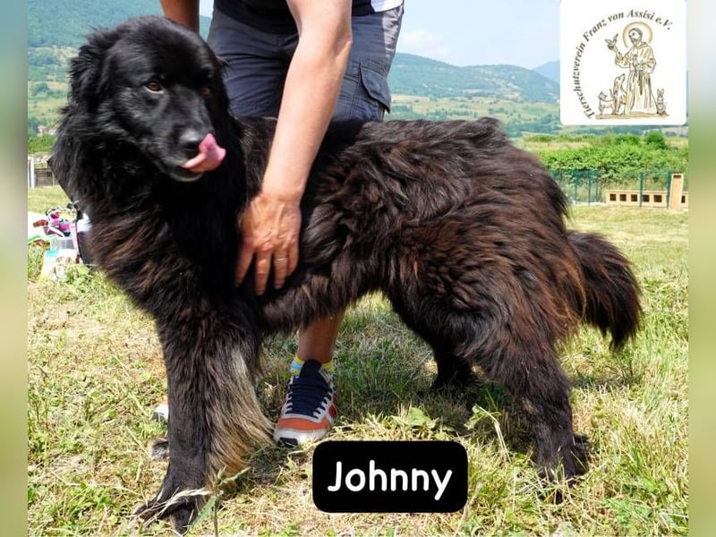 Johnny - Mal sanft, mal wild, ein Freund fürs Herz, ein Seelenkind!