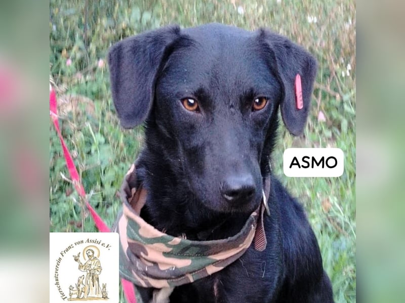 ASMO – Sonnenschein auf vier Pfoten
