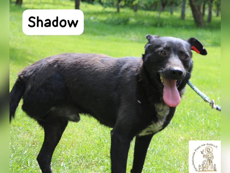 Shadow – drei Beine, null Ausreden!