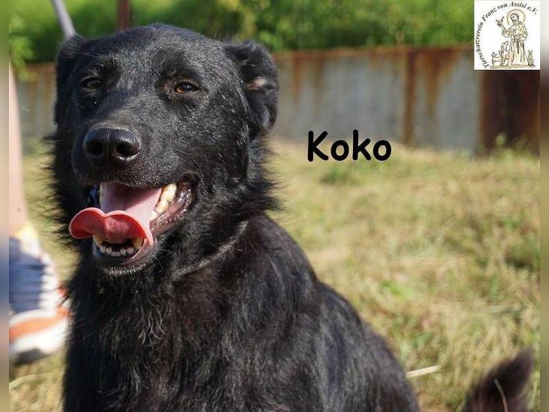 Koko – Ein Hund mit Potenzial
