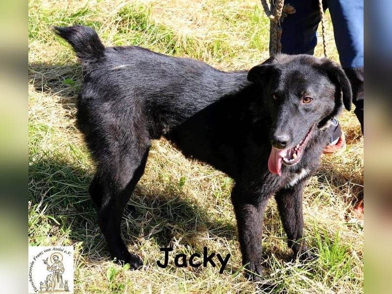 Jacky – ein gemütlicher Begleiter!