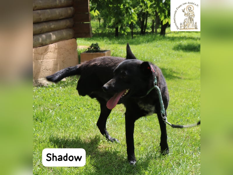 Shadow – drei Beine, null Ausreden!