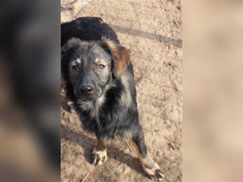 Goji sucht Abenteuer