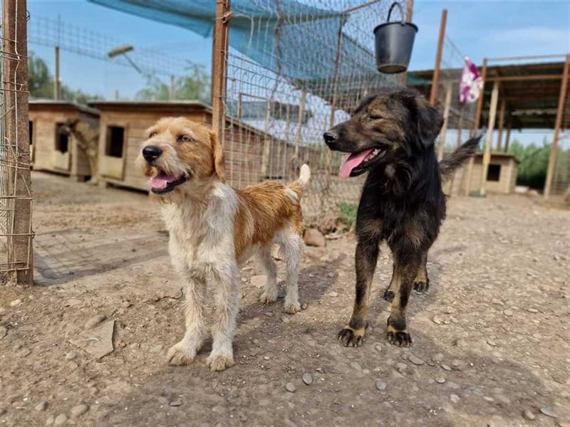 Goji sucht Abenteuer