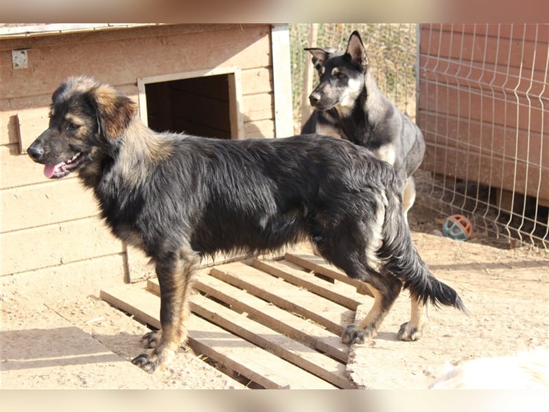 Goji sucht Abenteuer