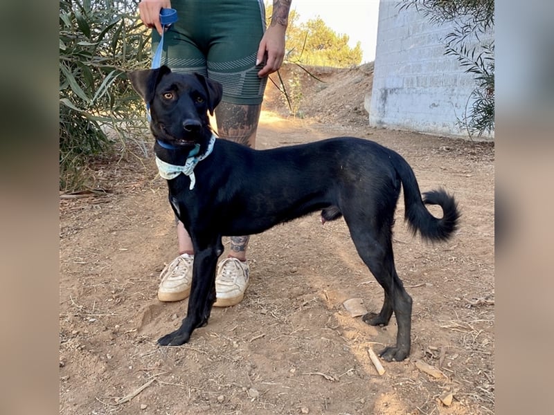 Lakritznase Jovi sucht ein Zuhause