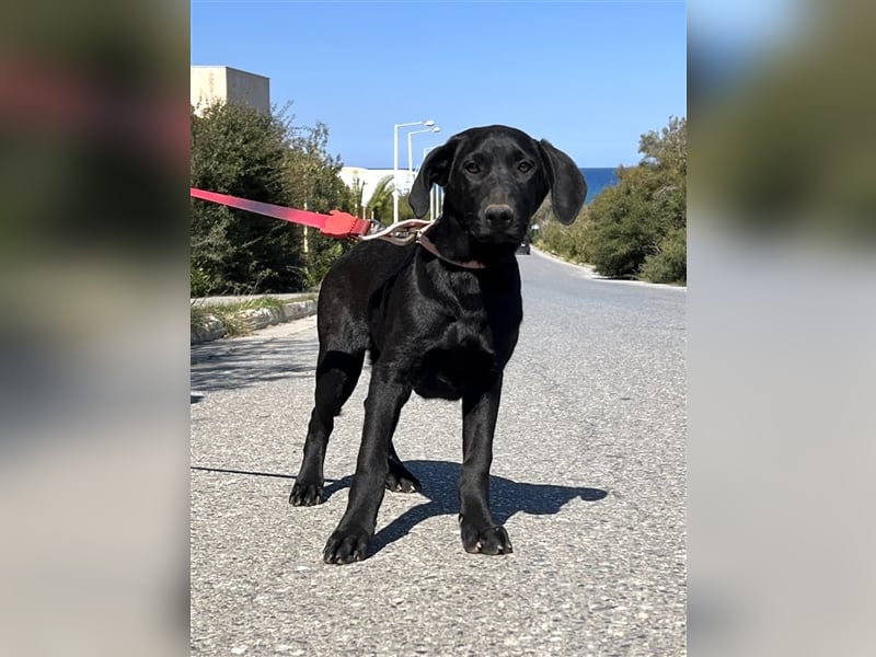 Verschmuster Blacky sucht Körbchen..