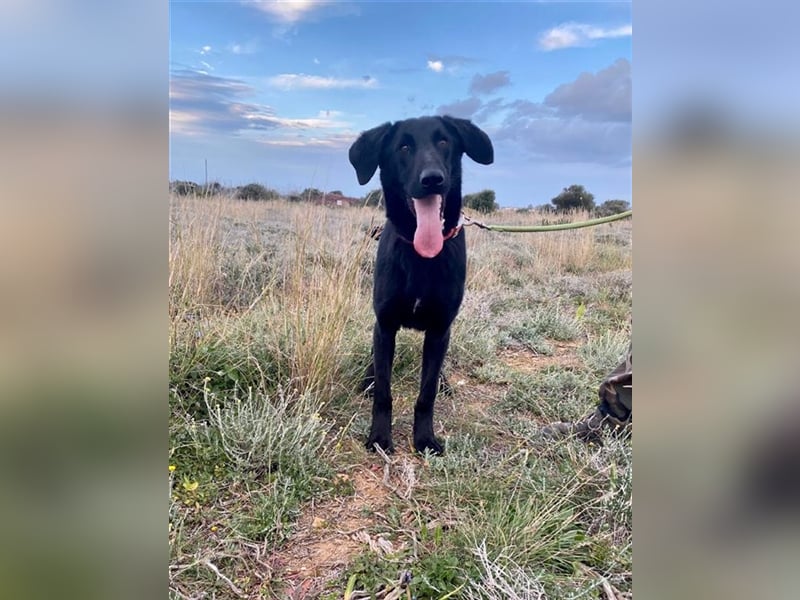 Liebevoller, verspielter Shadow sucht eine Familie!
