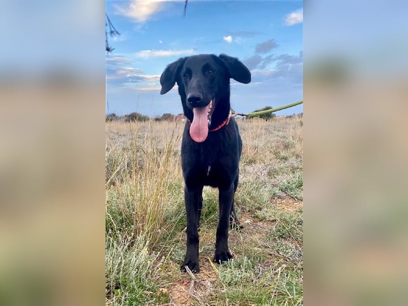 Liebevoller, verspielter Shadow sucht eine Familie!