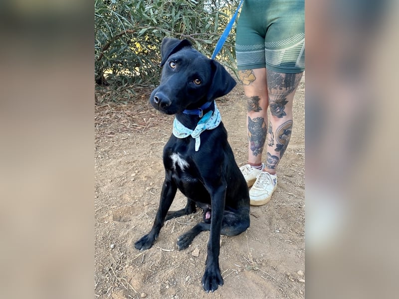 Lakritznase Jovi sucht ein Zuhause