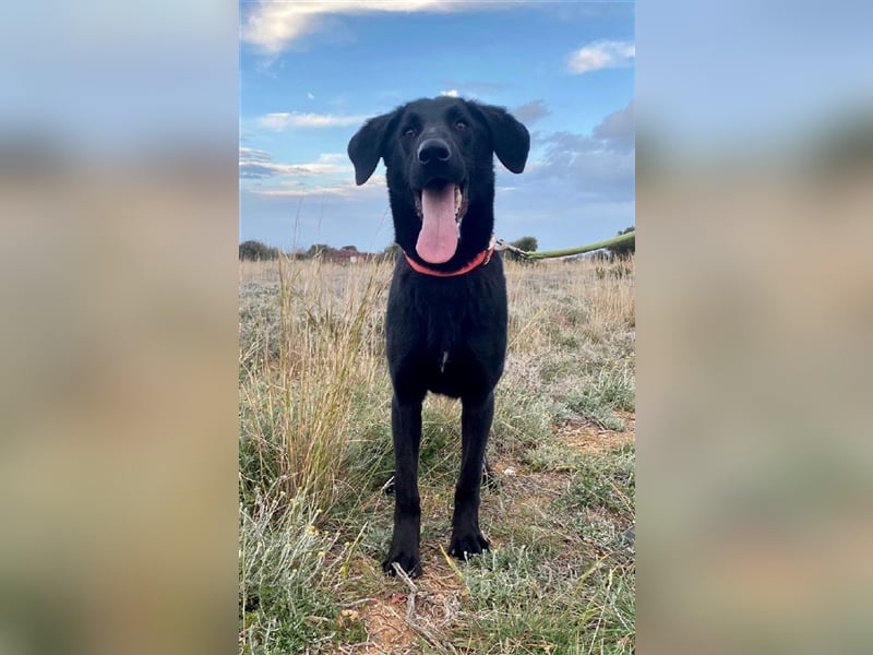 Liebevoller, verspielter Shadow sucht eine Familie!