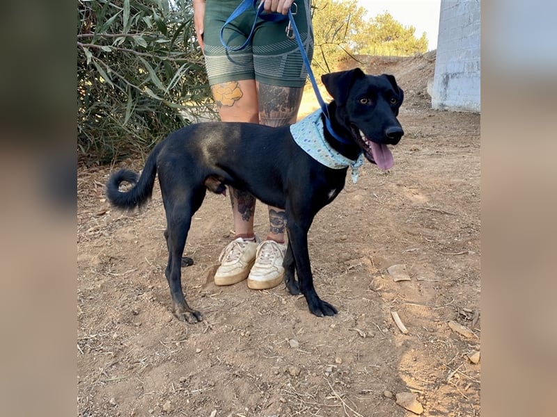 Lakritznase Jovi sucht ein Zuhause
