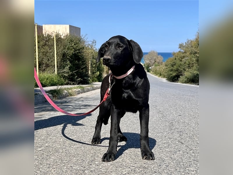 Verschmuster Blacky sucht Körbchen..