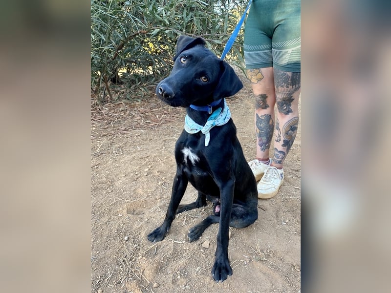 Lakritznase Jovi sucht ein Zuhause