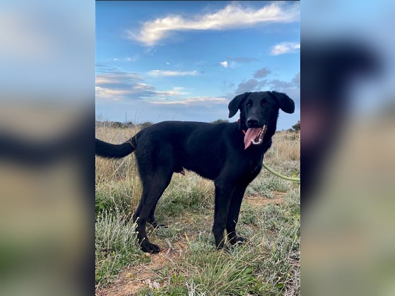 Liebevoller, verspielter Shadow sucht eine Familie!