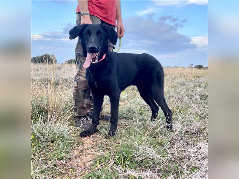 Liebevoller, verspielter Shadow sucht eine Familie!