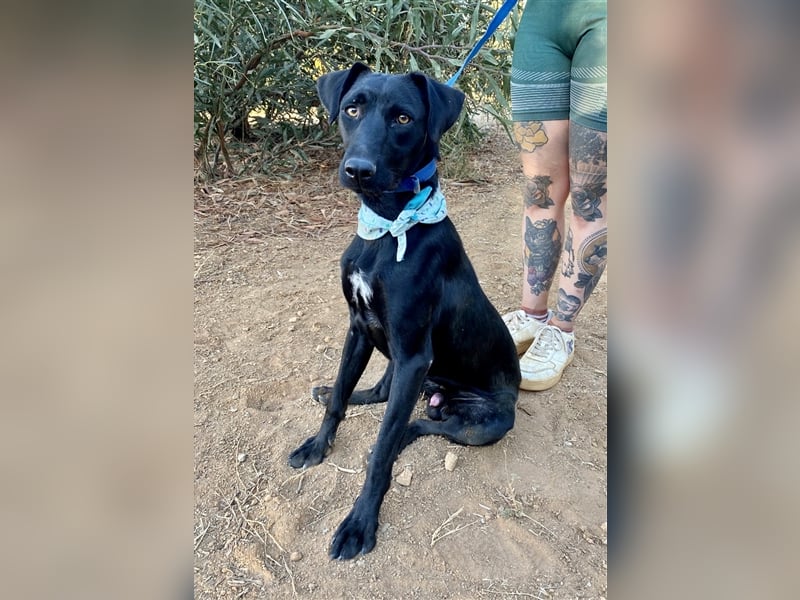 Lakritznase Jovi sucht ein Zuhause