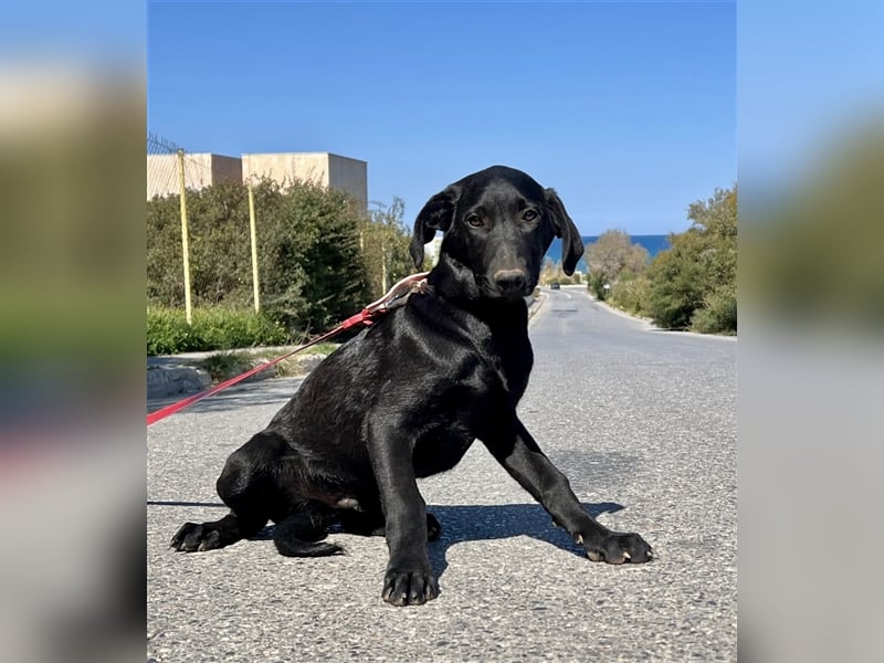 Verschmuster Blacky sucht Körbchen..