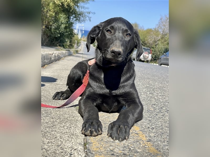 Verschmuster Blacky sucht Körbchen..