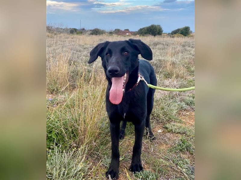 Liebevoller, verspielter Shadow sucht eine Familie!