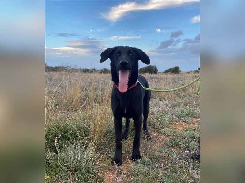 Liebevoller, verspielter Shadow sucht eine Familie!