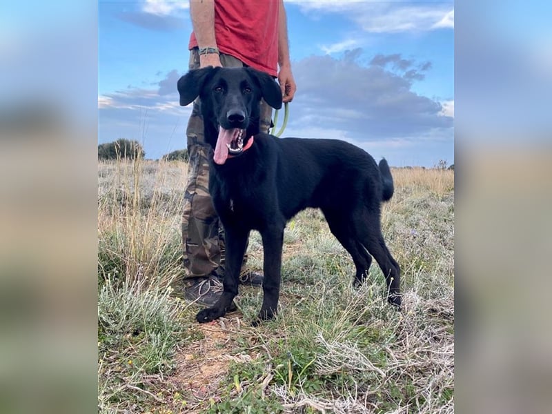 Liebevoller, verspielter Shadow sucht eine Familie!